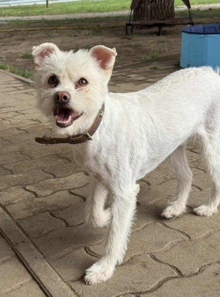 Lilu, geboren 09.04.2024, 40cm sucht ihre Menschen