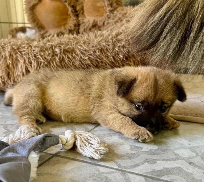 Lili, 8 Wochen sucht ihr Zuhause