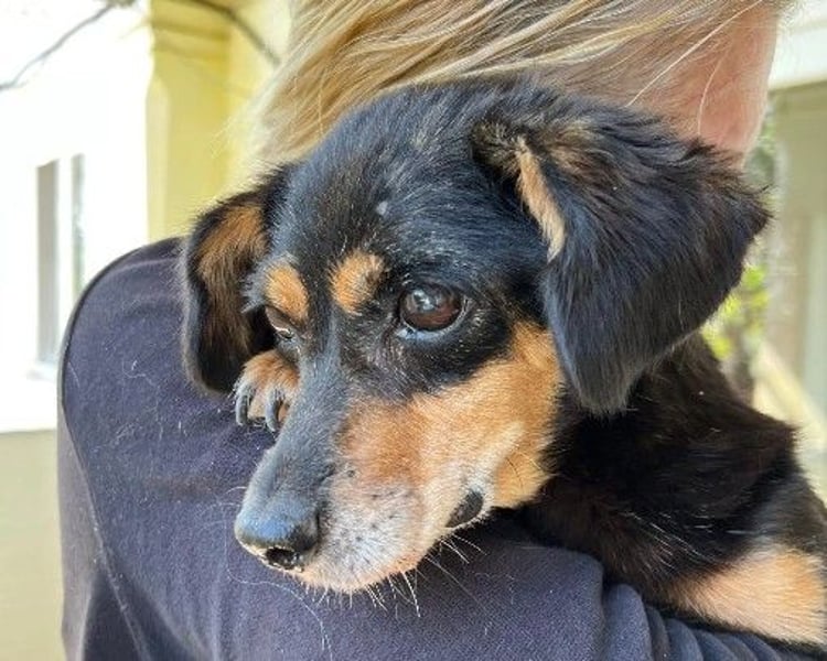 Liebevolle Frieda sucht dringend ein Zuhause