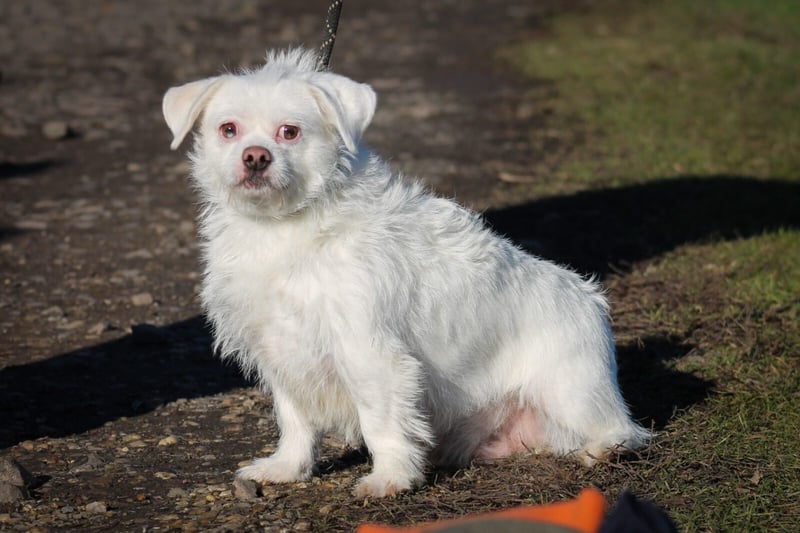 Susy kleine Mischlingshündin ca. 2,5 Jahre alt in Ungarn