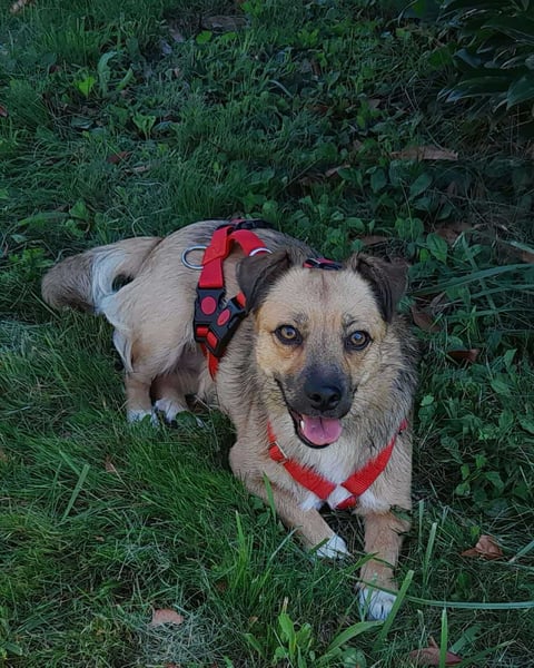 Manka Mischlingshündin ca. 2,5 Jahre alt  in 72667 Schlaitdorf