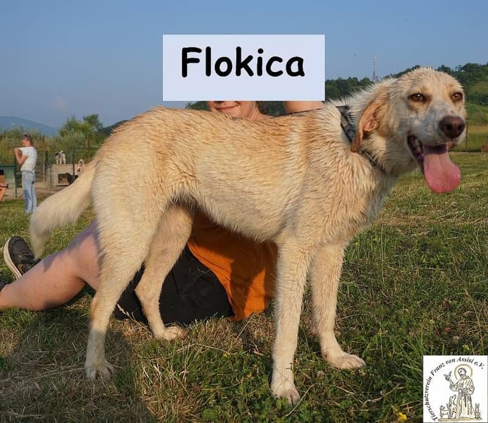 Flokica – Die perfekte Begleiterin für alle Lebenslagen!