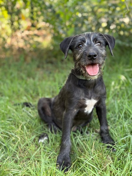 EISHA - kleines Hundekind sucht großes Glück