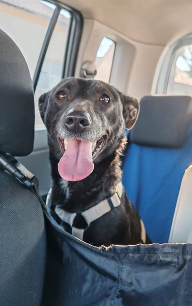 Cookie, freundliches Hundemädchen sucht Familienanschluss