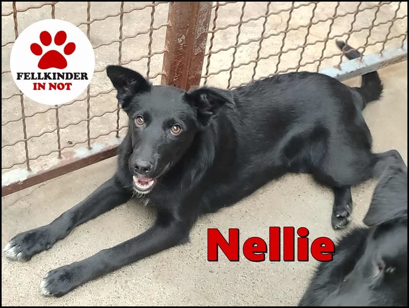 Junghündin, Welpe, Mischlings-Hündin Nellie sucht eine Familie