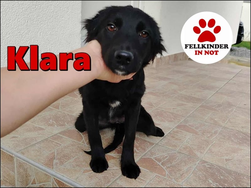 Junghündin, Welpe, Mischlings-Hündin Klara sucht eine Familie