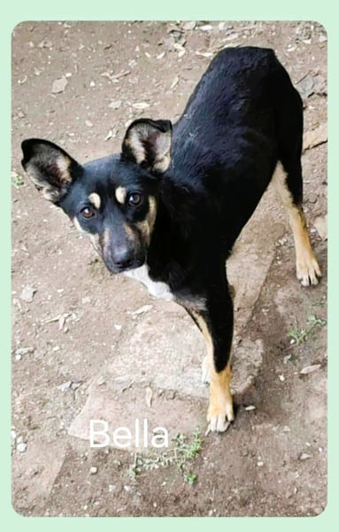 Bella – unwiderstehlich und super süß