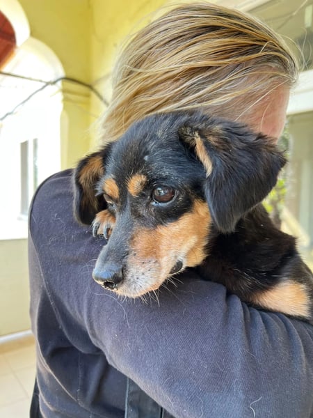 SOS für Frieda: liebevolle Hundedame sucht Rettungsanker