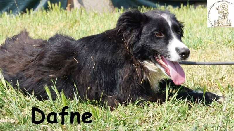Dafne – die Schönheit mit einem großen Herzen