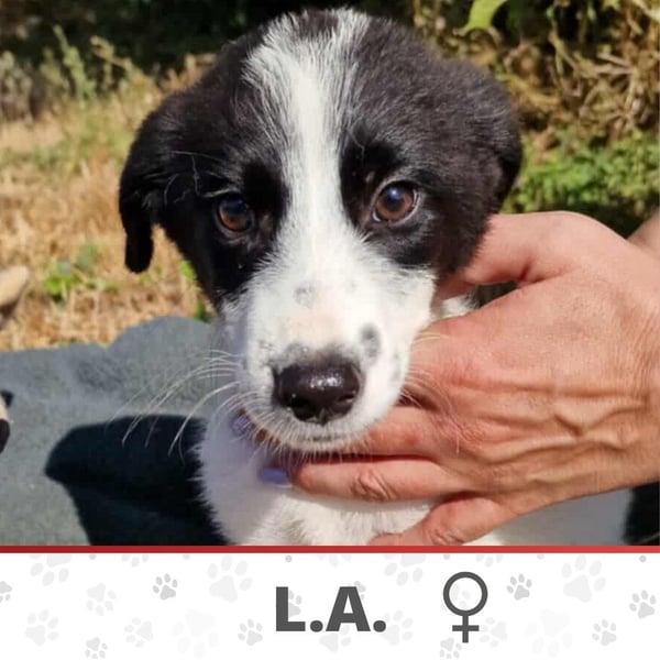 L.A. ❤ EILIG! sucht Zuhause oder Pflegestelle