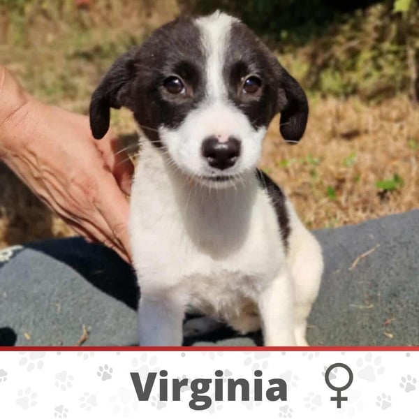 VIRGINIA ❤ EILIG! sucht Zuhause oder Pflegestelle