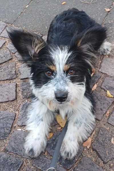 Nina, kleines Hundemädchen sucht ein Zuhause