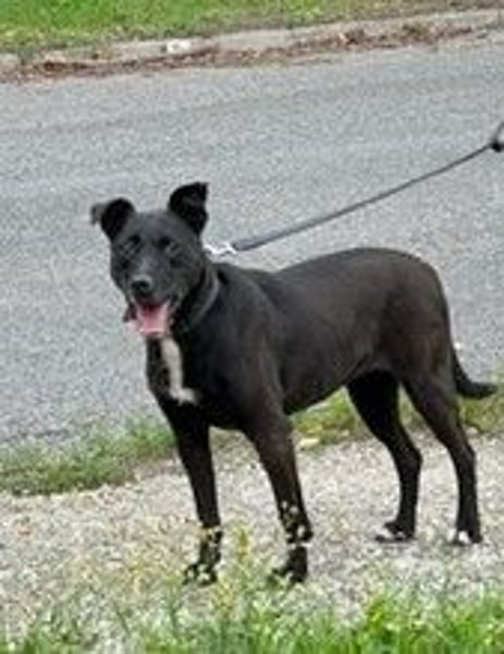LOLKA - die sportliche, liebe Seniorin sucht eine konsequente Familie ohne Kleintiere