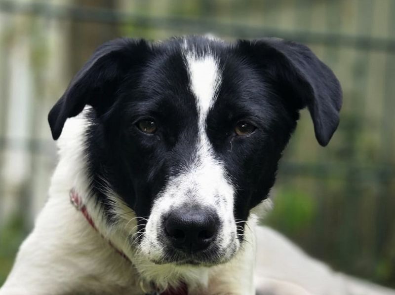 ♥HOPE♥ neu auf Pflegestelle bei Köln - anhängliche, fröhliche und aktive Hündin 55 cm