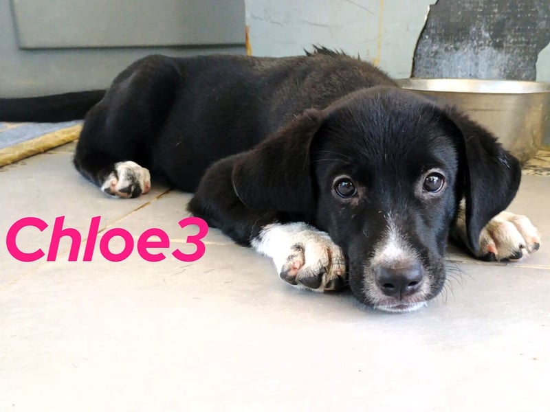 Chloe3 geb. 05/2025 (GRC) - neugierige, verspielte und aufgeschlossene Welpin!