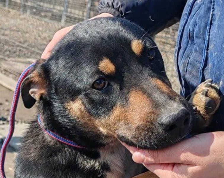 Süße ♥ Stella ♥ treuer Schatz auf 4 Pfoten