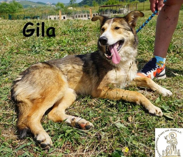 Gila – die Hündin, die dein Leben bereichert