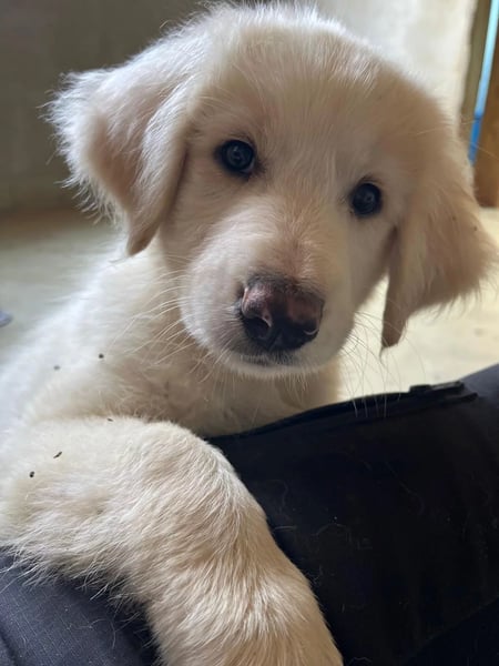 Welpenmädchen Kiki sucht ein liebevolles Zuhause