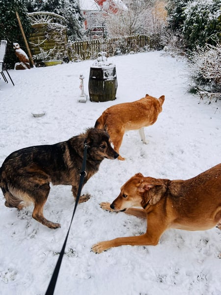 Polly sucht ihr Glück