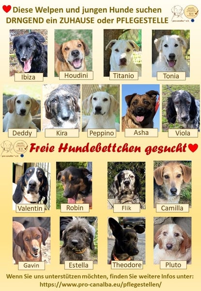 Pflegestellen gesucht