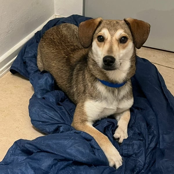 Popes - wo darf ich Zuhause sein?