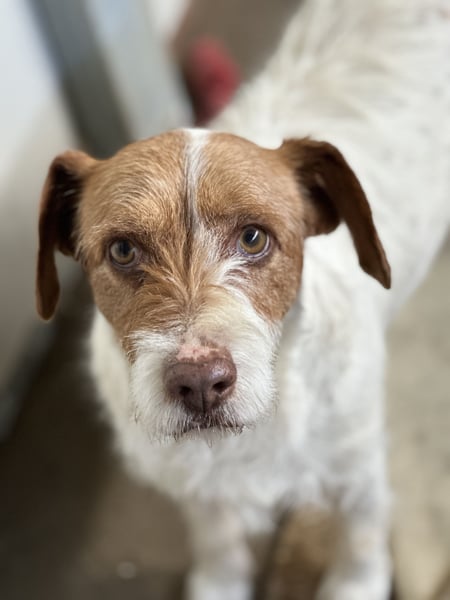 ACHILLE - vom Sofa ins Tierheim