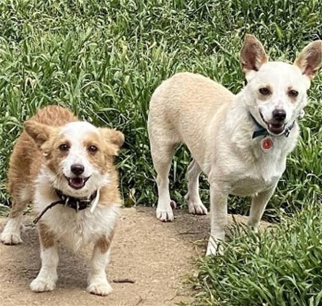 Milva & Elvis warten im Tierpflegenest in 71522 Backnang