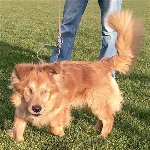 *Handicap* - blinder Zorro liebt Menschen sehr