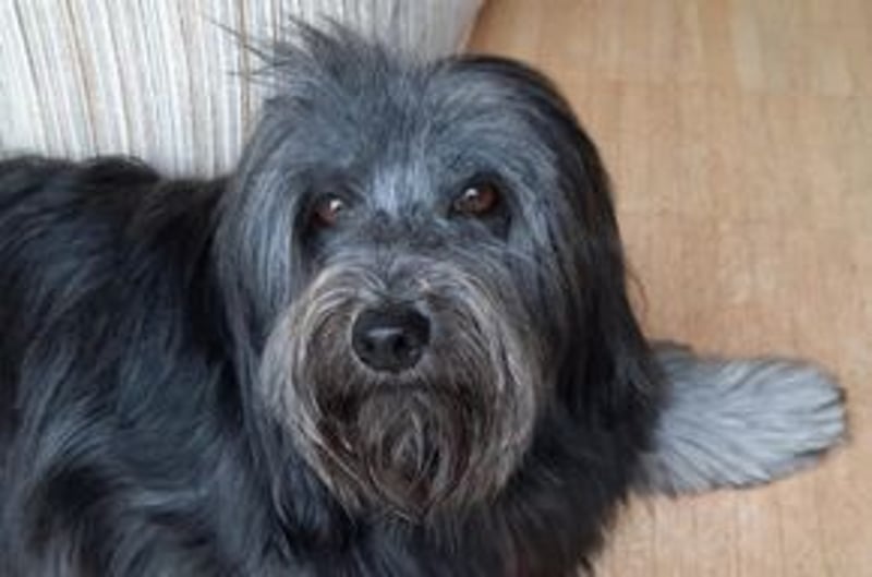 Filu, ein sensibler und treuer Begleiter sucht noch einmal ein Zuhause