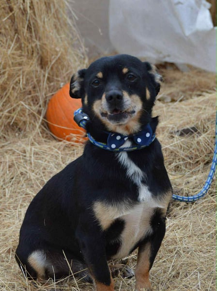 Elvisz von kettenlos