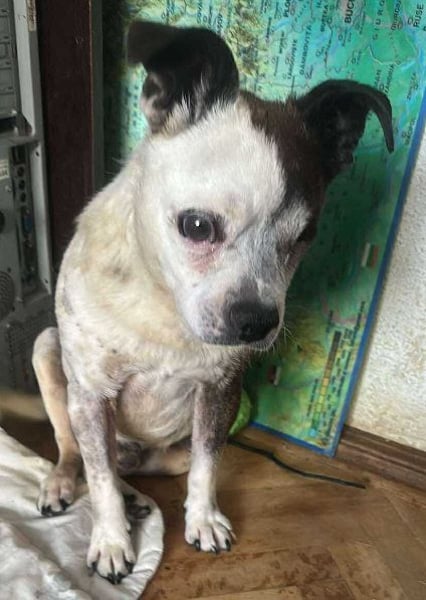 Victor-kleiner Handicaphund sucht Liebe!