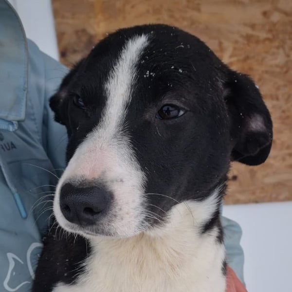 LEONIE-trauriger Alltag im kalten, lauten Zwinger, wünscht sich sehnlichst liebevolle Familie