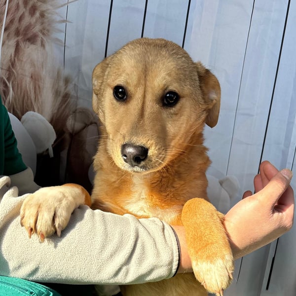 Hübsche IRIS-verschmust, liebesbedürftig sucht sie dringend ihr liebevolles Für-immer-Zuhause