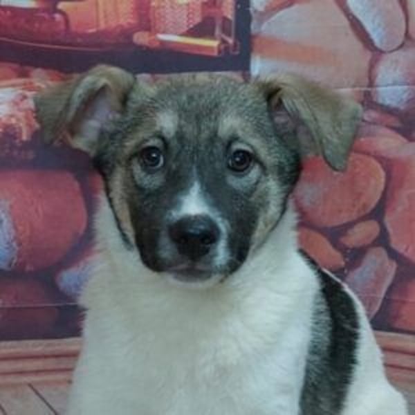 Wer möchte-LUCY-mit Geduld, Humor und Konsequenz den Weg in ein glückliches Leben zu ermöglichen?