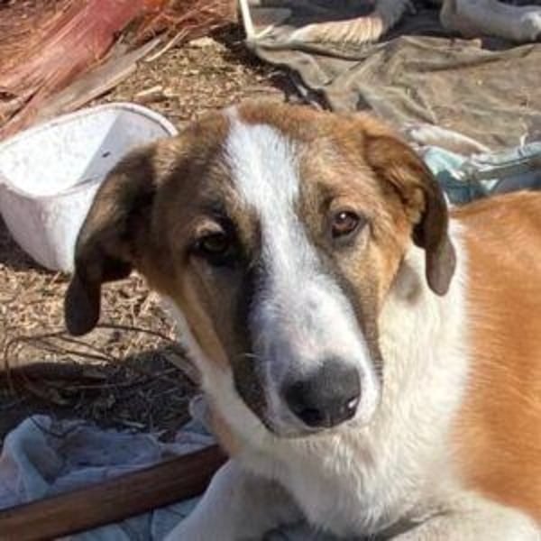 SPARTA-ist gerne mittendrin statt nur dabei und liebt es zu kuscheln und zu schmusen