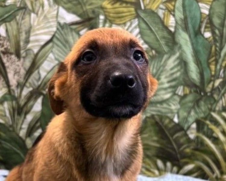 Cooper – bereit für die große Reise ins Glück