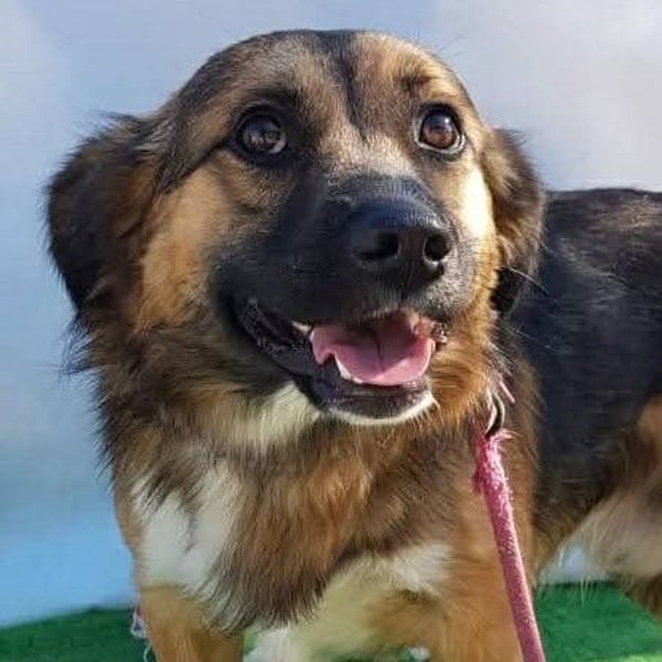 Zuckersüßer BORIS-lieb zutraulich und wartet ganz besonders auf seine liebevolle Für-immer-Familie