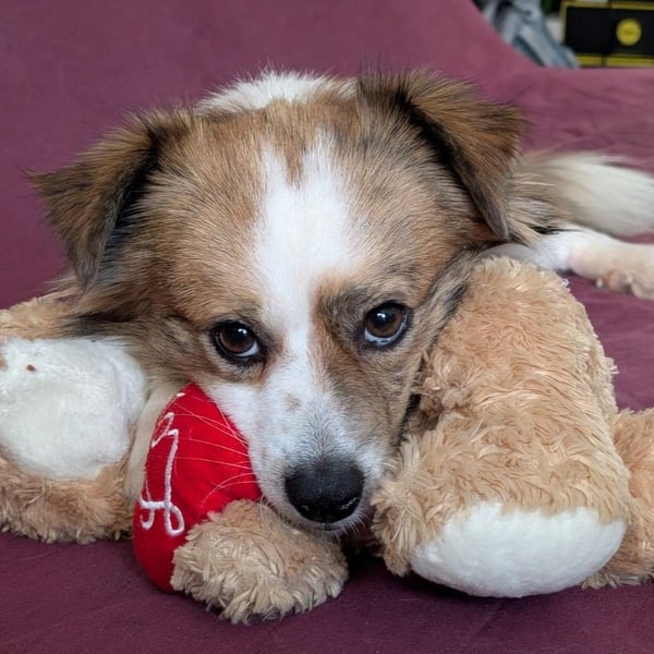BISCUIT-kleiner Sonnenschein-liebevoll, anhänglich sucht sein liebevolles Für-immer-Zuhause