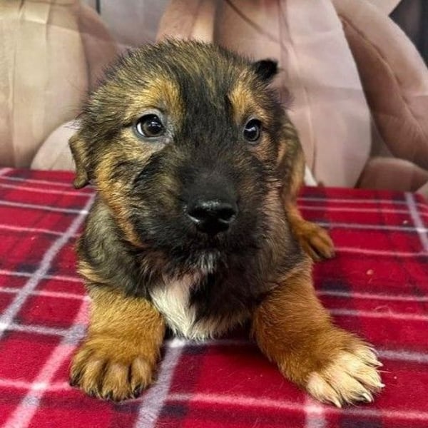 Archie – bereit für das große Welpenabenteuer