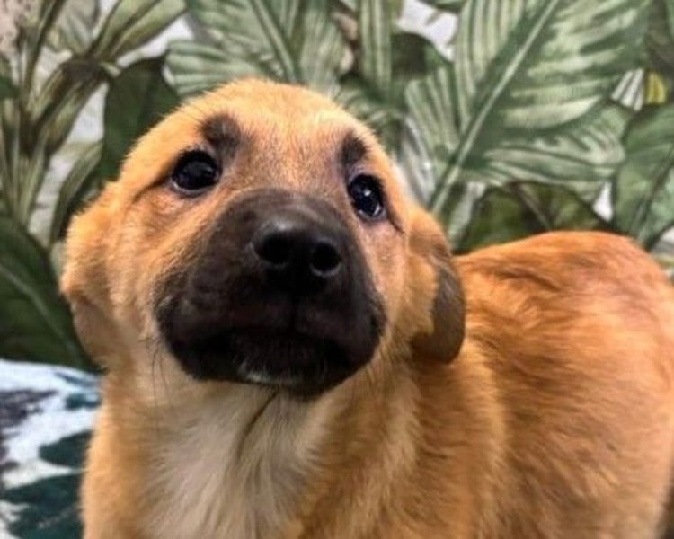 Lilly – will in einem Zuhause groß werden