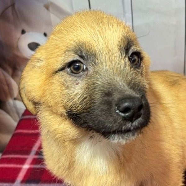 Scout – will endlich mehr erleben als den tristen Tierheimalltag