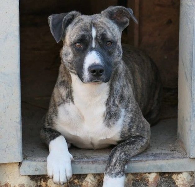 Wunderschöner Niky sucht liebevolles Zuhause