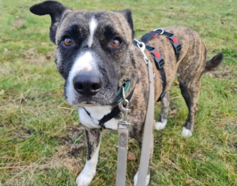 NIKY - liebenswerter, wunderschöner Rüde sucht seine Menschen