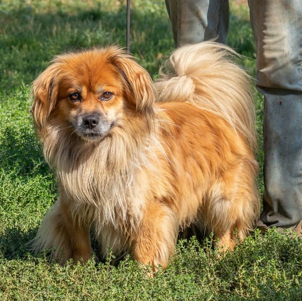 Pukkancs, kleiner Pekinesen Mix sucht ein liebes Zuhause