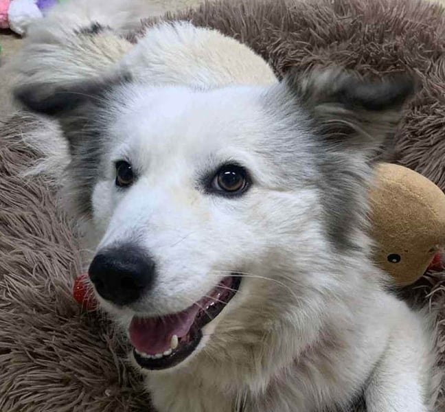 Zuckersüße Alis sucht ihre Schmusemenschen