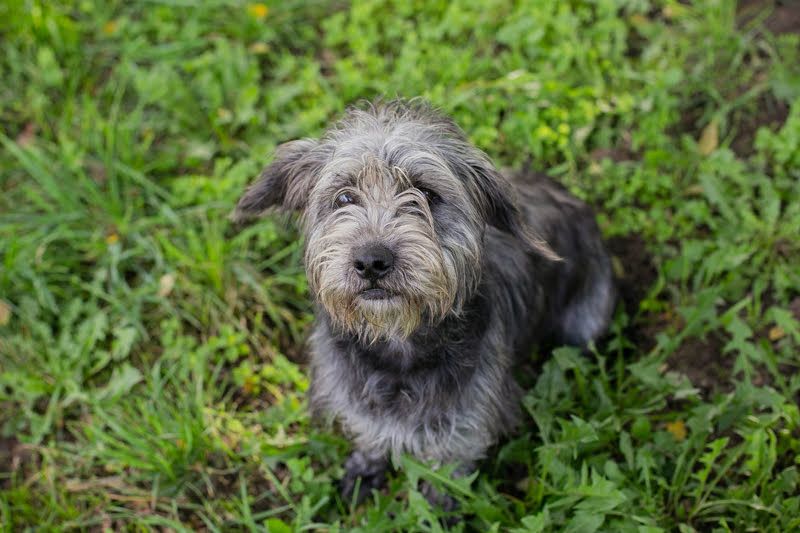 SHARON - Kleine junge Frohnatur sucht ein liebevolles Zuhause