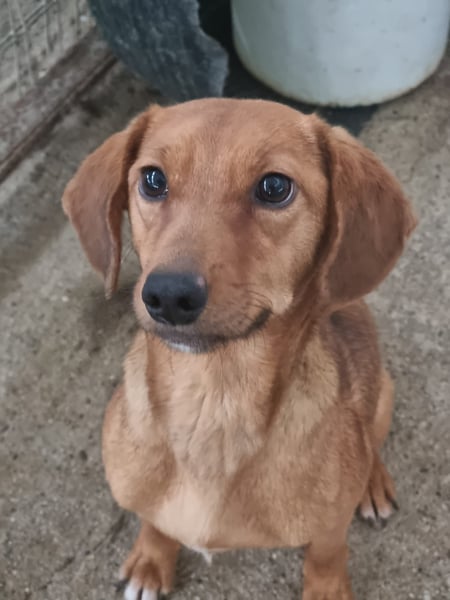 Liesel - unsere tapfere Hunde-Mama sucht ihr Glück