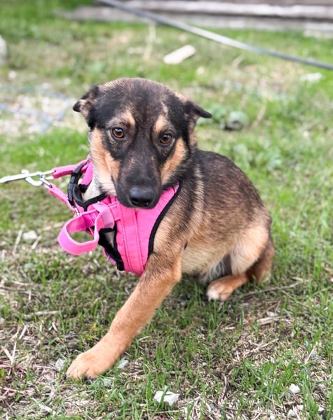 LOKI - kleiner Powerboy sucht Familie