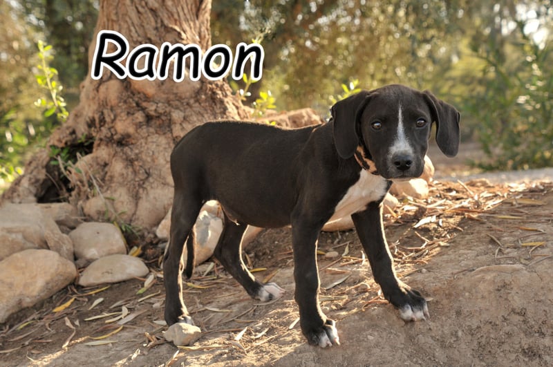 Zeigen Sie Ramon wie schön das Leben sein kann?