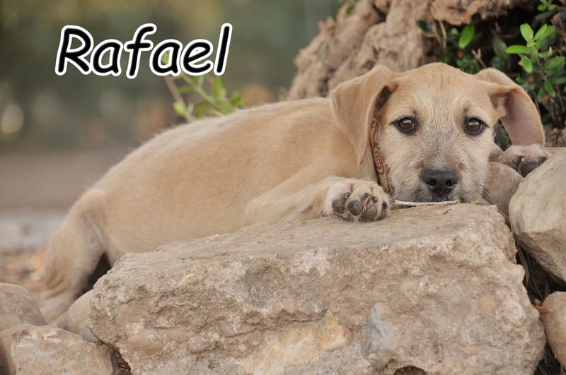 Zeigen Sie Rafael wie schön ein Zuhause ist?